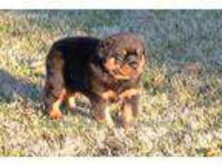 Rottweiler Puppy for sale in Cameron, NC, USA