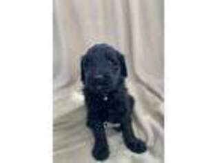 Goldendoodle Puppy for sale in New Carlisle, OH, USA