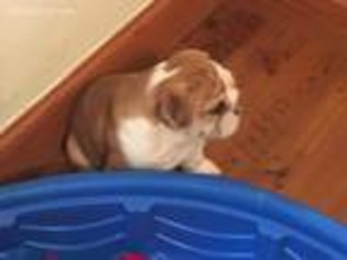Bulldog Puppy for sale in Jarvisburg, NC, USA