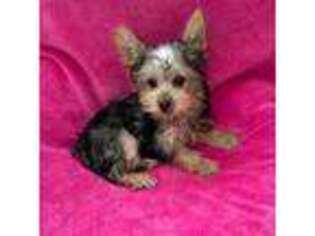 Yorkshire Terrier Puppy for sale in Downey, CA, USA