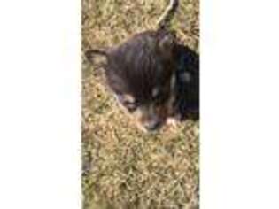 Cardigan Welsh Corgi Puppy for sale in Durango, CO, USA