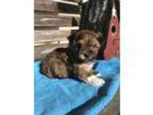 Mutt Puppy for sale in Somerville, TN, USA