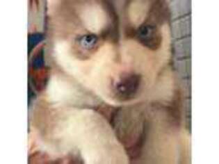 Siberian Husky Puppy for sale in Blue Point, NY, USA