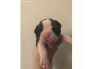 Bulldog Puppy for sale in Mahwah, NJ, USA
