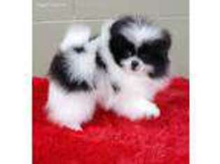 Pomeranian Puppy for sale in San Luis Obispo, CA, USA