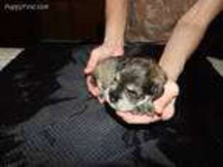 Mutt Puppy for sale in Rockingham, NC, USA