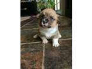 Pembroke Welsh Corgi Puppy for sale in Sallisaw, OK, USA