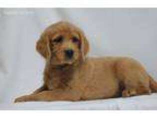 Labradoodle Puppy for sale in Elnora, IN, USA