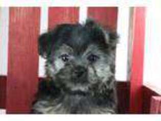 Yorkshire Terrier Puppy for sale in Lead Hill, AR, USA
