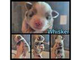 Miniature Australian Shepherd Puppy for sale in Dale, TX, USA