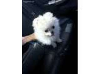 Pomeranian Puppy for sale in Melbourne, FL, USA