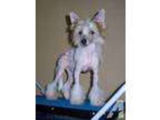 Chinese Crested Puppy for sale in MARIONVILLE, MO, USA