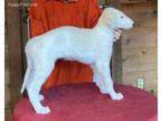 Borzoi Puppy for sale in Atlanta, GA, USA