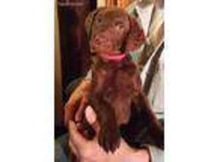 Chesapeake Bay Retriever Puppy for sale in Rockford, IL, USA