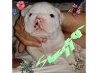 Bulldog Puppy for sale in Mulberry, AR, USA