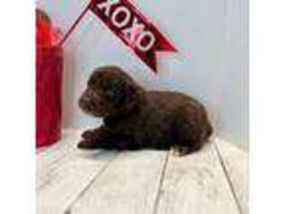Mutt Puppy for sale in Oak Hill, FL, USA