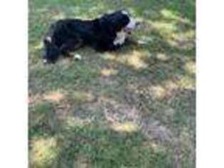 Bernese Mountain Dog Puppy for sale in Marion, IL, USA