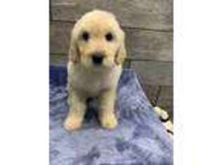 Goldendoodle Puppy for sale in Richmond, IL, USA
