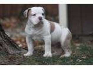 Olde English Bulldogge Puppy for sale in Cuyahoga Falls, OH, USA