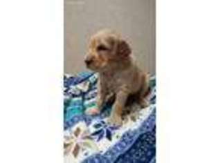 Goldendoodle Puppy for sale in Stillwater, OK, USA