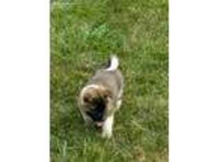 Akita Puppy for sale in Baltic, OH, USA