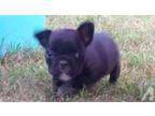 French Bulldog Puppy for sale in GRIFFIN, GA, USA