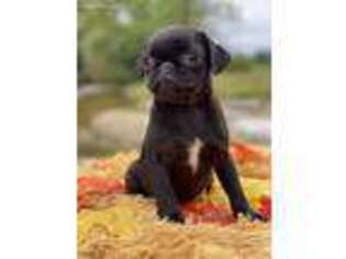 Pug Puppy for sale in Danville, KY, USA
