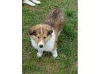 Collie Puppy for sale in Remus, MI, USA