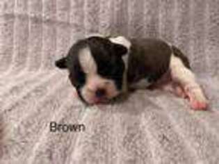 French Bulldog Puppy for sale in Purvis, MS, USA