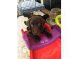 Labrador Retriever Puppy for sale in Port Charlotte, FL, USA