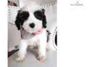 Tibetan Terrier Puppy for sale in Madison, WI, USA