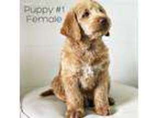 Labradoodle Puppy for sale in Preston, ID, USA