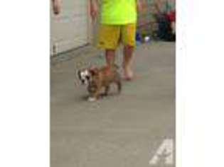 Bulldog Puppy for sale in OSAGE CITY, KS, USA