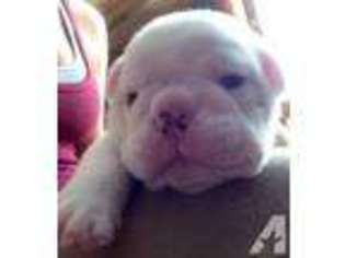Bulldog Puppy for sale in LEXINGTON, NC, USA