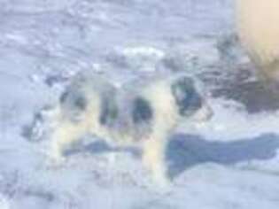 Border Collie Puppy for sale in Saint Johns, MI, USA