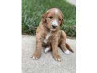 Goldendoodle Puppy for sale in Nicholasville, KY, USA
