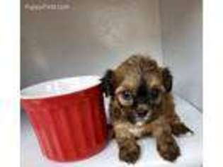 Mutt Puppy for sale in Parker, AZ, USA