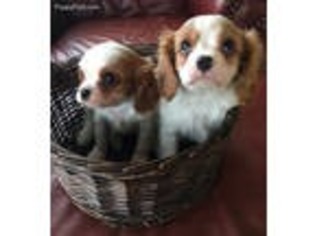Cavalier King Charles Spaniel Puppy for sale in Warrenton, VA, USA