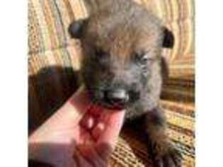 German Shepherd Dog Puppy for sale in Springfield, OH, USA