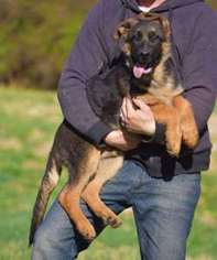 German Shepherd Dog Puppy for sale in WARRENTON, VA, USA