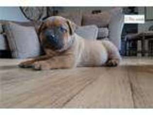 Boerboel Puppy for sale in Lansing, MI, USA