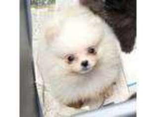 Pomeranian Puppy for sale in Haynesville, LA, USA