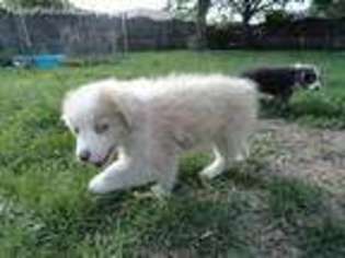 Australian Shepherd Puppy for sale in Orland Park, IL, USA