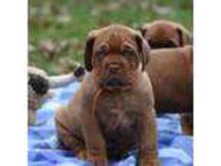 American Bull Dogue De Bordeaux Puppy for sale in Dresden, OH, USA
