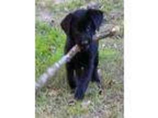 Labrador Retriever Puppy for sale in Dublin, TX, USA