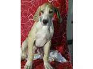 Great Dane Puppy for sale in Lynn, IN, USA