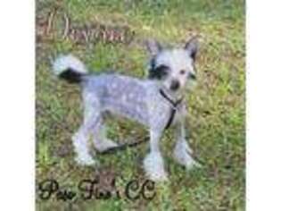 Chinese Crested Puppy for sale in Middleburg, FL, USA