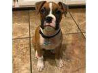 Boxer Puppy for sale in West Harrison, IN, USA
