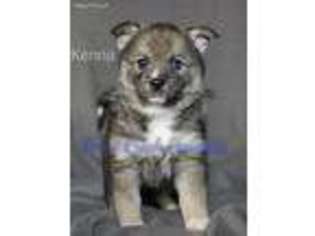 Mutt Puppy for sale in Zearing, IA, USA
