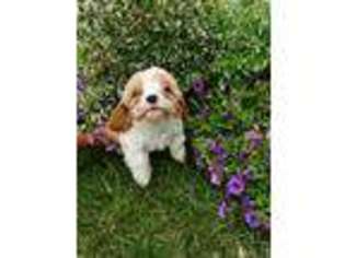 Cavapoo Puppy for sale in Decatur, IN, USA